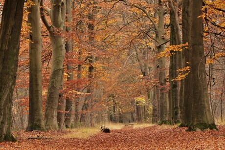 bos in herfsttooi