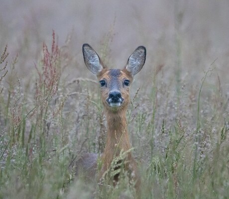 Peek a Boo