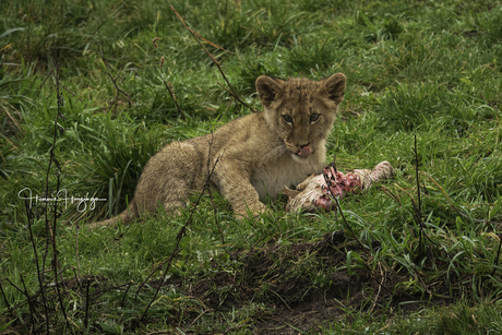 Leeuwenwelpjes in Wildlands 