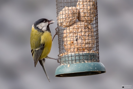 Smikkelende koolmees.