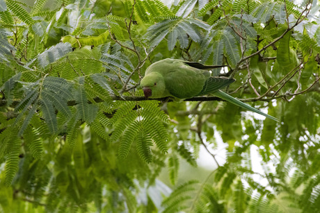 Groen groener groenst