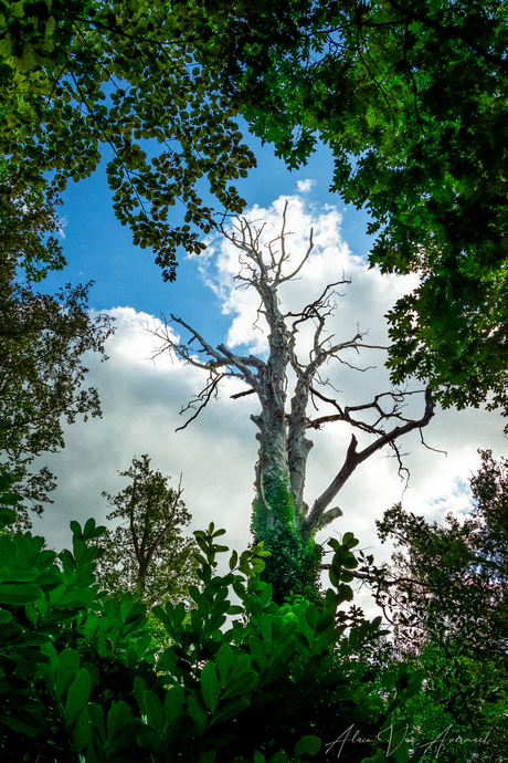 dead trees don't cry