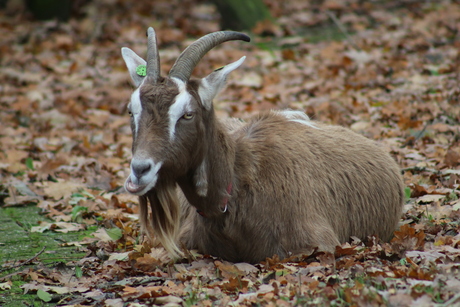 lekker liggen in de herfst blaadjes