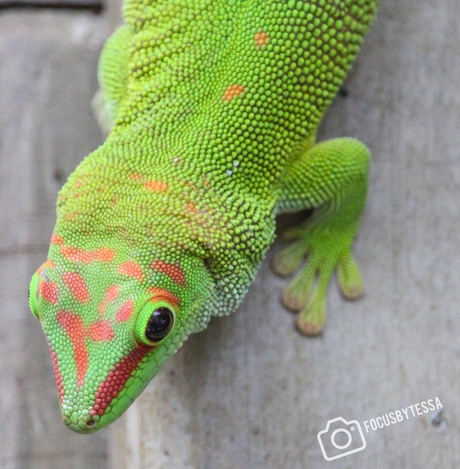 Madagaskar reuzendaggekko