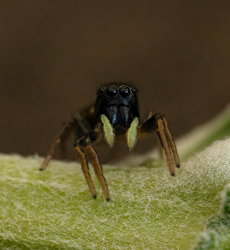 gehaakte blinker (Heliophanus cupreus)