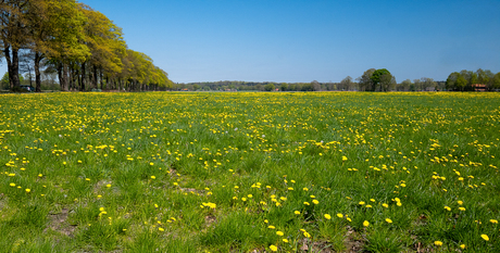 Paardenbloemen feest