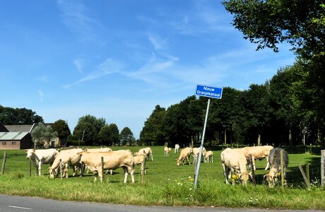 P1250857   koeien fam  nabij de Boerderij  Bonnenpolder   Oranje dijk  30 juli 2024  