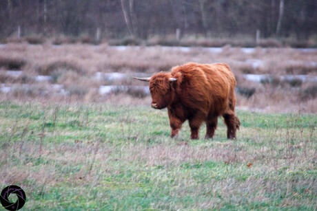 hoge schotslander in de wind 