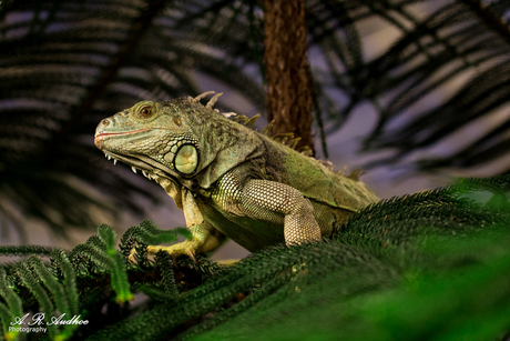 Iguana