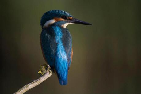 IJsvogel