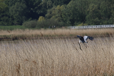 Blauwe reiger