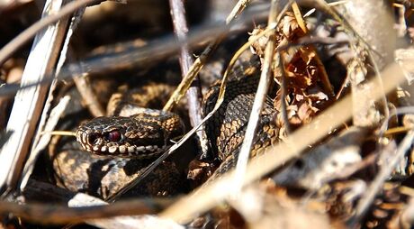 Vipera berus adder