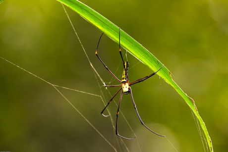 Nepal Chitwan National Park 2013-4853.jpg