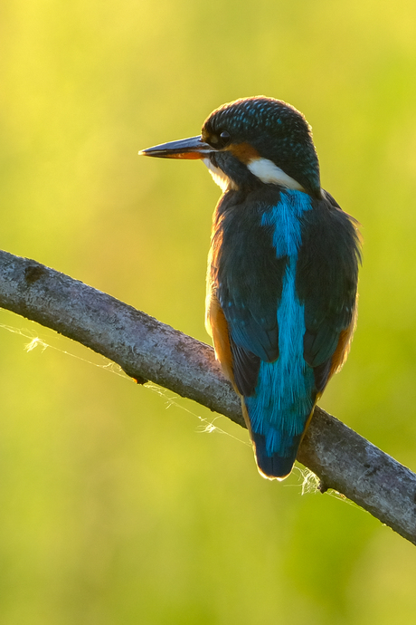 ijsvogel in tegenlicht