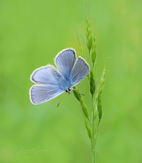 Blauw, blauwer, blauwst.