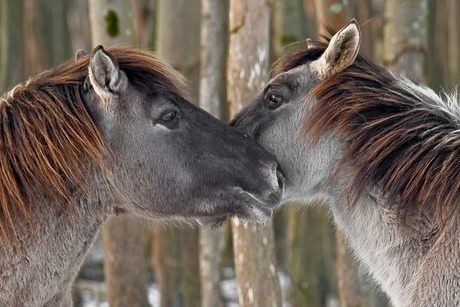 Konikpaarden in love(?)