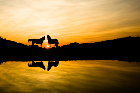 Paarden bij ondergaande zon Hilversum