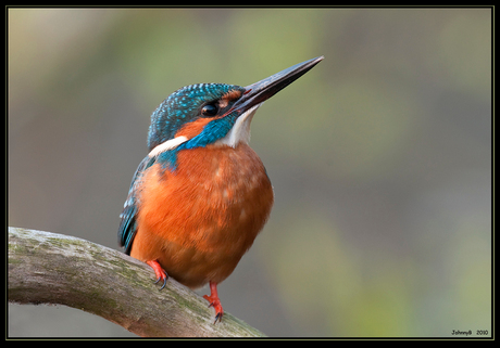 Ijsvogel