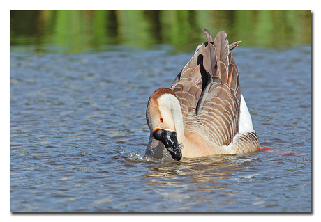 Chineese Knobbelgans
