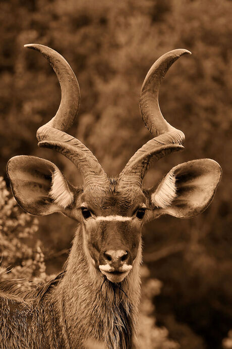 Male Kudu