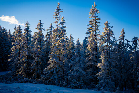 Wintermagic in de bergen