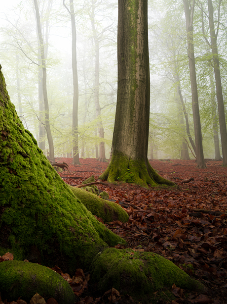 Mistige Veluwe 