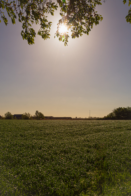 ochtendglans over het veld