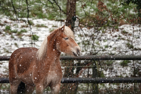 Haflinger in de sneeuw