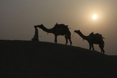 Kamelendrijver in de Thar woestijn