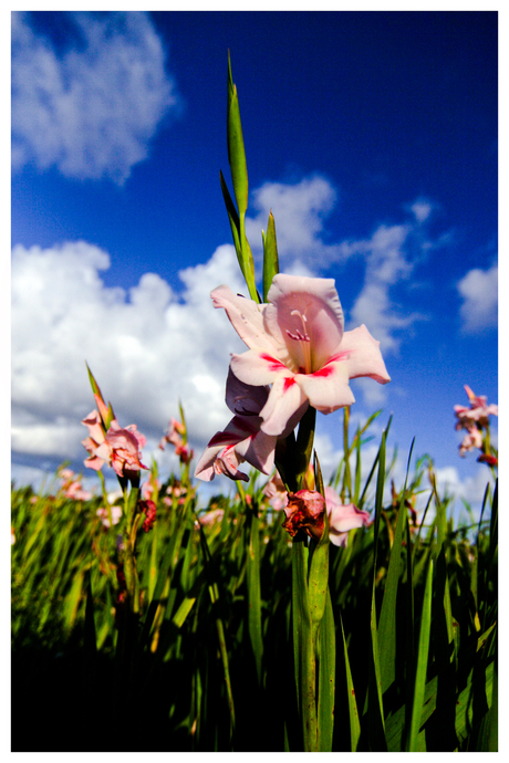 Roze bloem