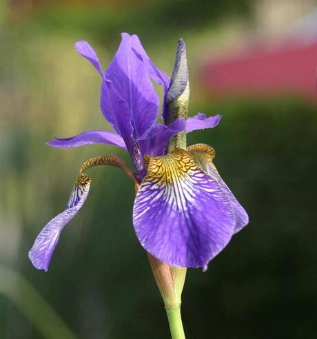 blauwe iris
