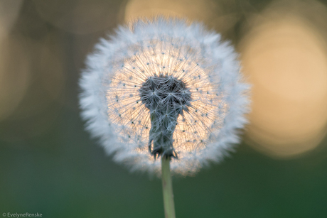 Paardenbloem