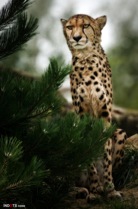 Cheetah Pretty