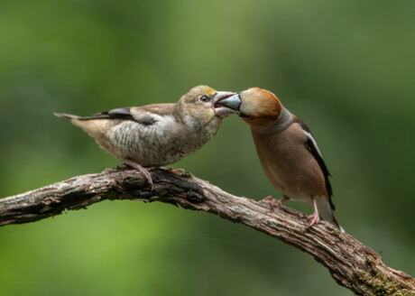 Voerende appelvink 