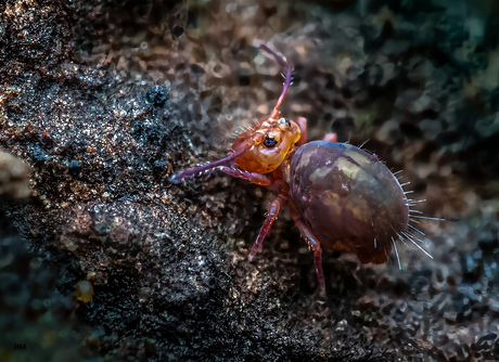 Bolvormig springstaartje.