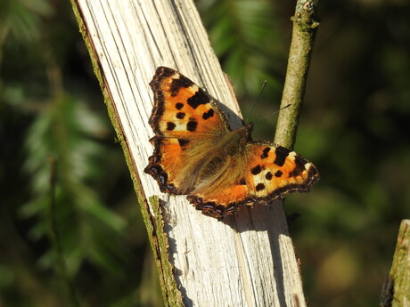 Grote Vos op Romeinse vlechthaag