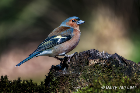 Vink