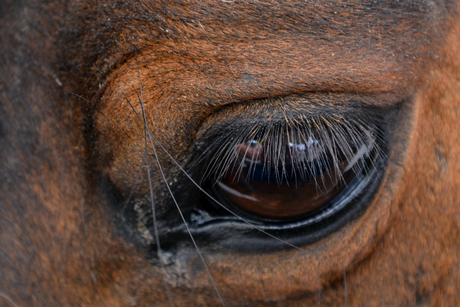 Close-up paardenoog