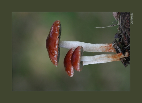 Rode Lijst * GordijnZwam