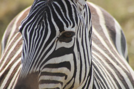 Zebra