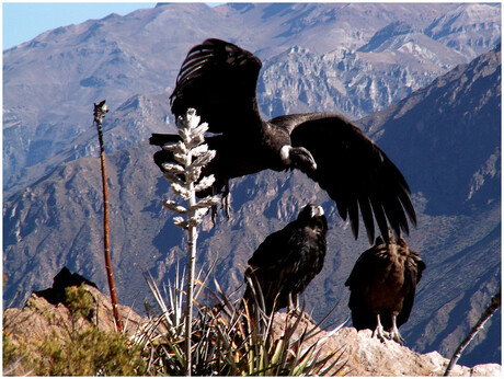 El condor pasa