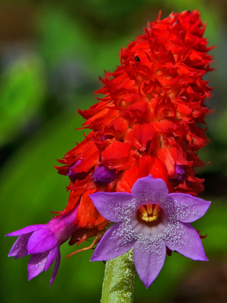 Primula orchidee