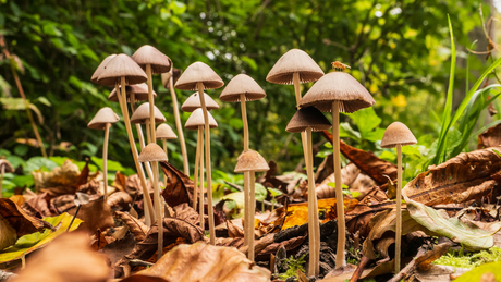 lucky shot van een vlieg