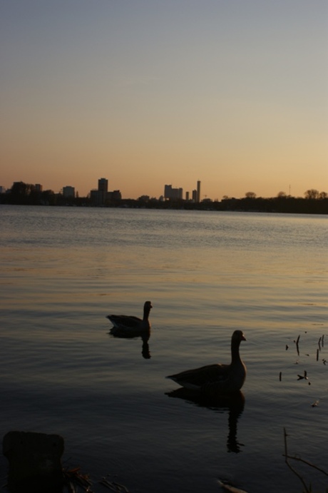 eenden in de Kralingse plas