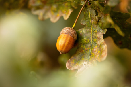 Herfst