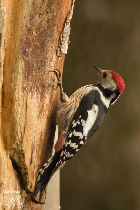 MIDDELSTE BONTE Specht