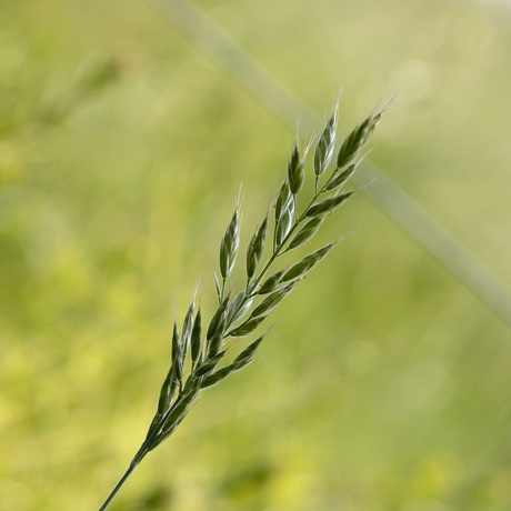 Rust in de natuur