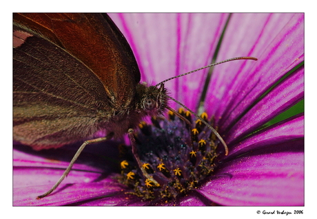 Nectar met een rietje