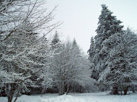 Besneeuwde bomen