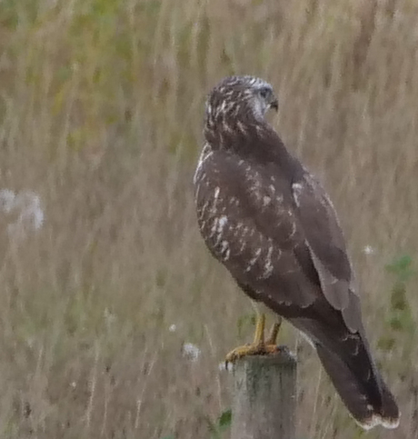 Buizerd